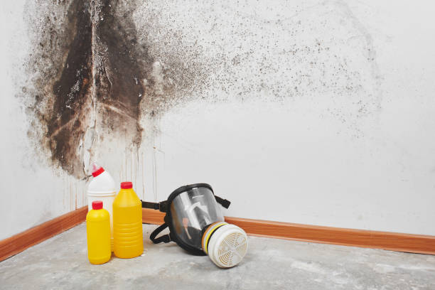 Best Mold Damage Repair  in Kirkwood, MO