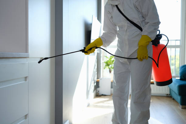 Best Toxic Mold Removal  in Kirkwood, MO