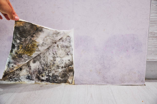 Water Damage Restoration in Kirkwood, MO
